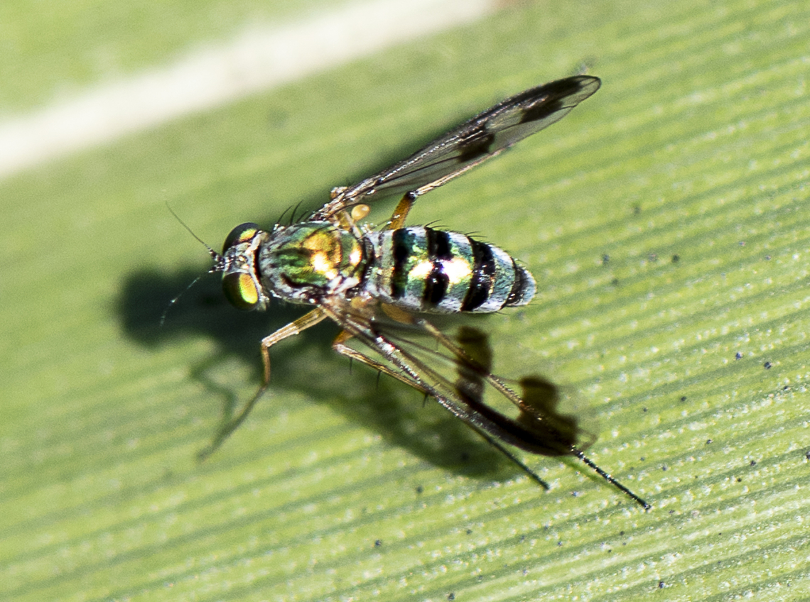 Condylostylus sipho  Australia,Condylostylus comatus,Condylostylus sipho,Fall,Geotagged