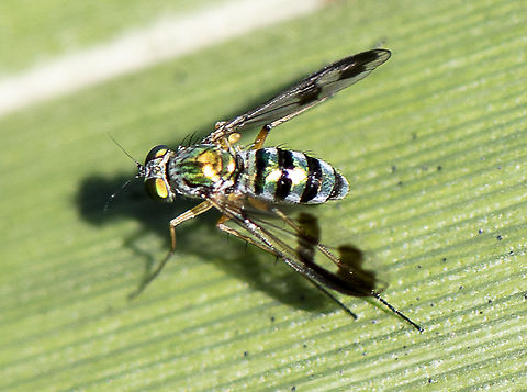 Condylostylus sipho  Australia,Condylostylus comatus,Condylostylus sipho,Fall,Geotagged