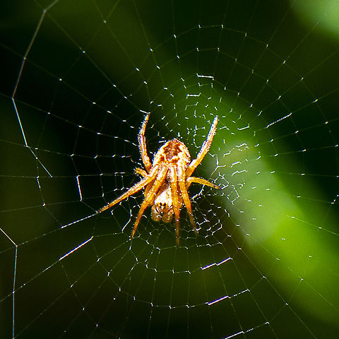 Orb Spider  Australia,Fall,Geotagged