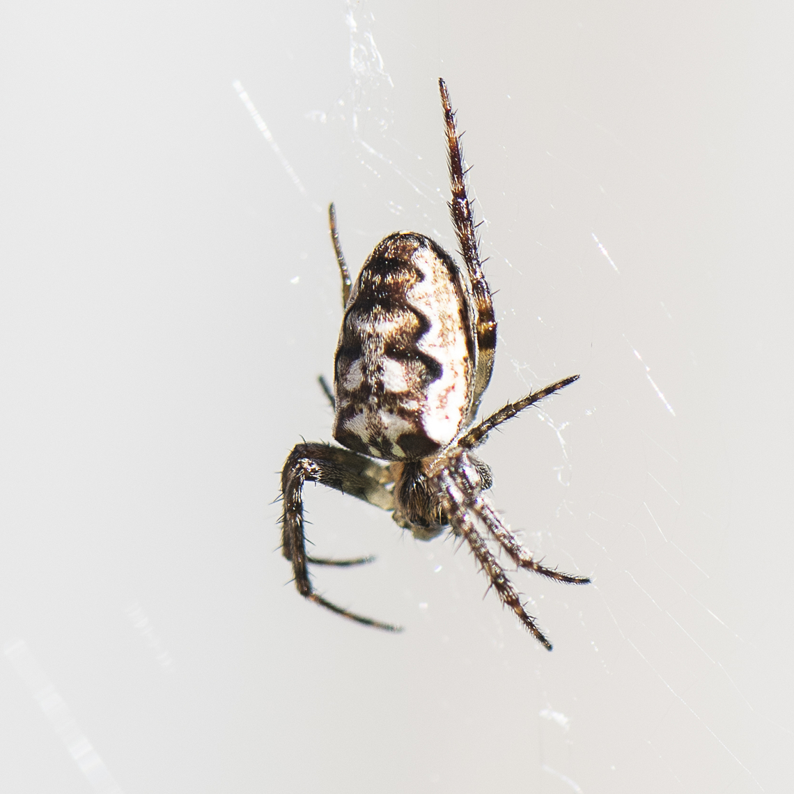 Eastern Bush Orb weaver  Australia,Eastern Grass Orb-weaver,Fall,Geotagged,Plebs eburnus