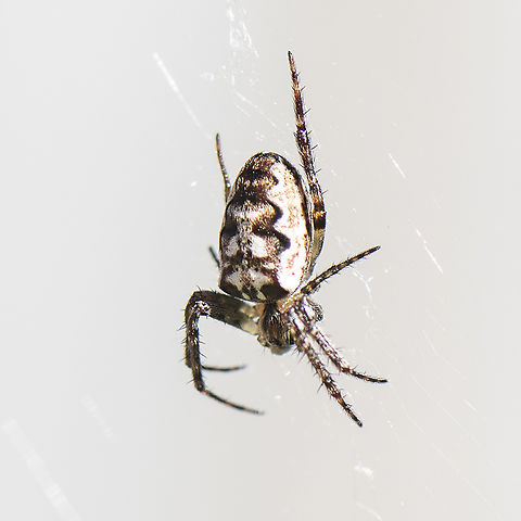 Eastern Bush Orb weaver  Australia,Eastern Grass Orb-weaver,Fall,Geotagged,Plebs eburnus