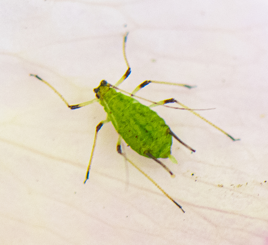 Rose aphid - Macrosiphum rosae  Australia,Fall,Geotagged,Macrosiphum rosae,Rose aphid