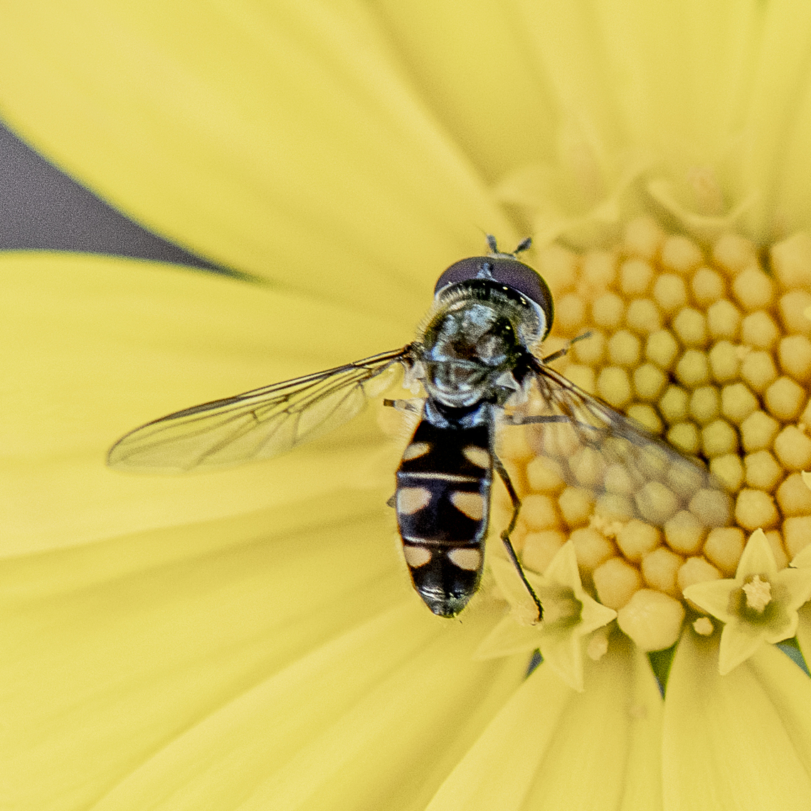 Common half band hoverfly  Australia,Common Halfband,Fall,Geotagged,Melangyna viridiceps