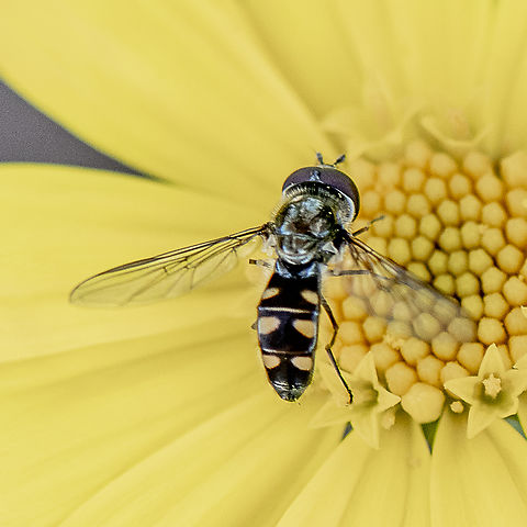 Common half band hoverfly  Australia,Common Halfband,Fall,Geotagged,Melangyna viridiceps