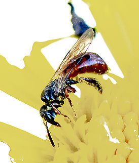 Exoneura Bicolour  Australia,Exoneura bicolor,Fall,Geotagged,Reed Bee