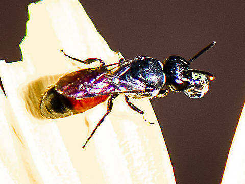 The Littler's Masked Bee  Australia,Fall,Geotagged,Hylaeus littleri,Littler's Masked Bee