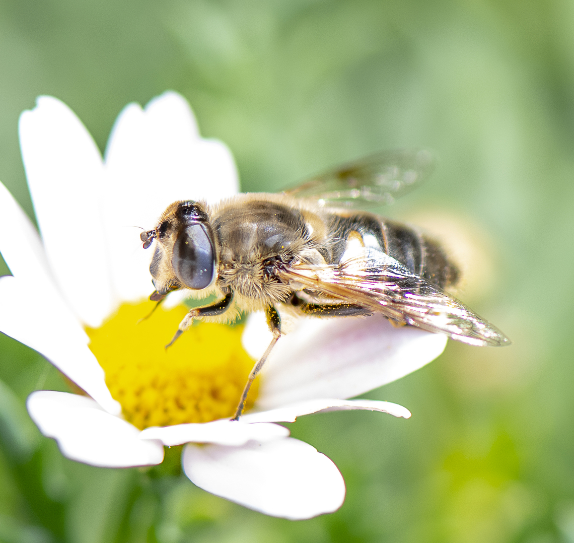 Common Drone Fly  Australia,Common Drone Fly,Eristalis pertinax,Eristalis tenax,Fall,Geotagged,Tapered Drone Fly