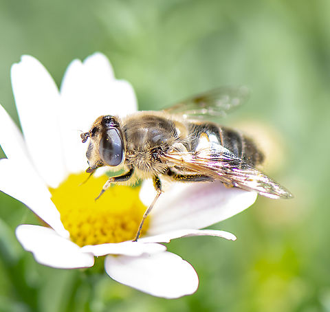 Common Drone Fly  Australia,Common Drone Fly,Eristalis pertinax,Eristalis tenax,Fall,Geotagged,Tapered Drone Fly