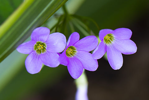 Oxalis latifolia Major invasive weed in Australia Australia,Fall,Garden pink-sorrel,Geotagged,Oxalis latifolia