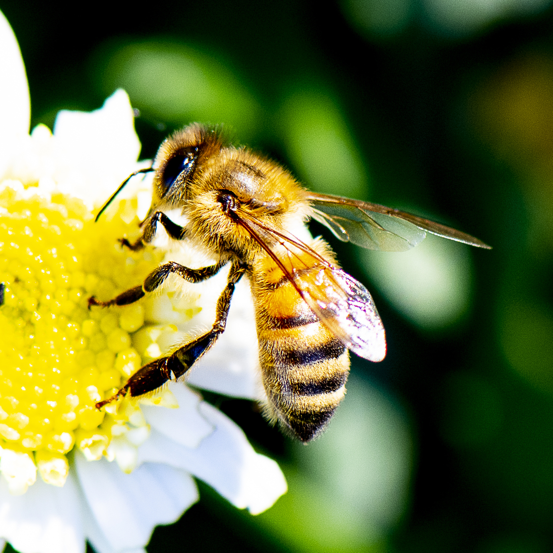European Honey Bee  Apis mellifera,Australia,Fall,Geotagged,Western honey bee