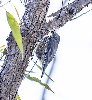 White throated treecreeper  Australia,Cormobates leucophaea,Fall,Geotagged,White-throated treecreeper