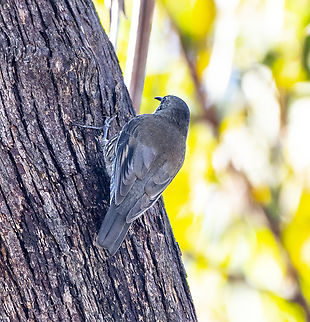 White throated treecreeper  Australia,Cormobates leucophaea,Fall,Geotagged,White-throated treecreeper