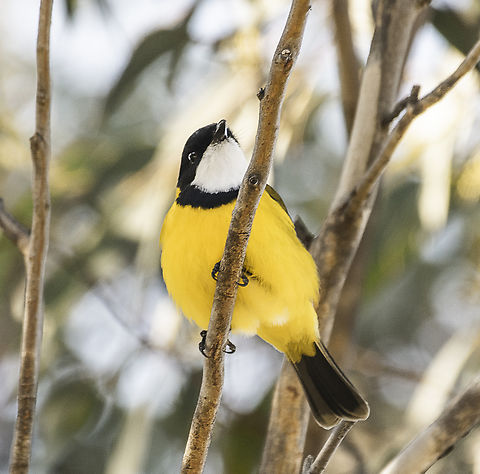 Australian Golden Whistler  Australia,Australian golden whistler,Fall,Geotagged,Pachycephala pectoralis