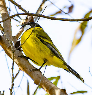 Australian Golden Whistler  Australia,Australian golden whistler,Fall,Geotagged,Pachycephala pectoralis