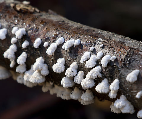 Splitgill mushroom  Australia,Fall,Geotagged,Schizophyllum commune