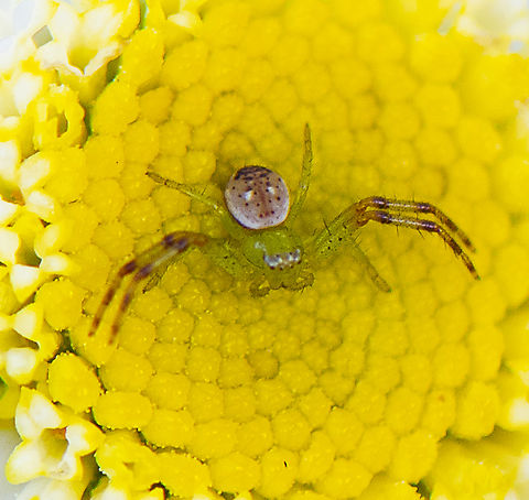 Crab Spider Green Flower Spider  Diaea evanida  Australia,Fall,Geotagged,Tharrhalea evanida