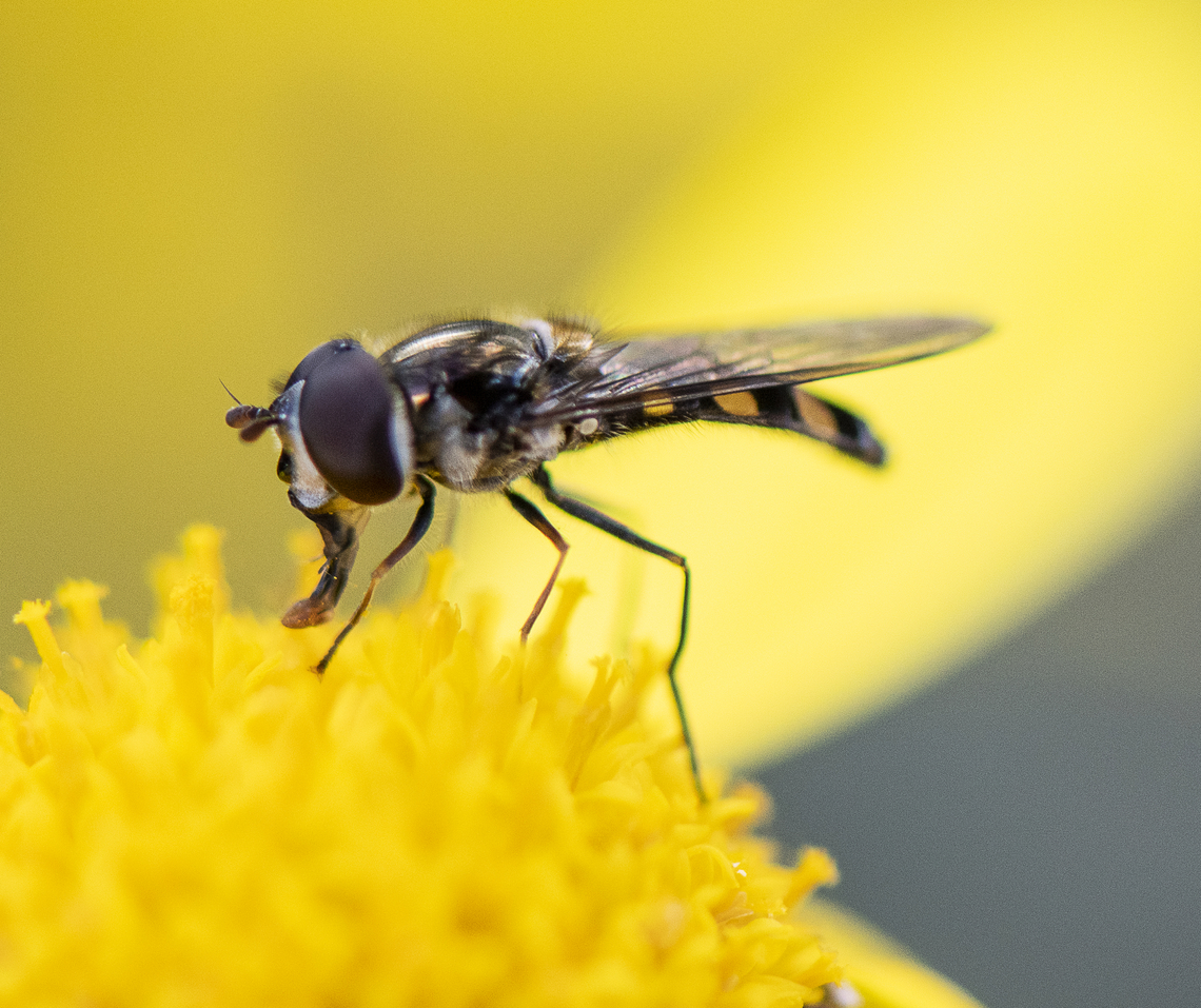 Halfban  hoverfly  Australia,Common Halfband,Fall,Geotagged,Melangyna viridiceps