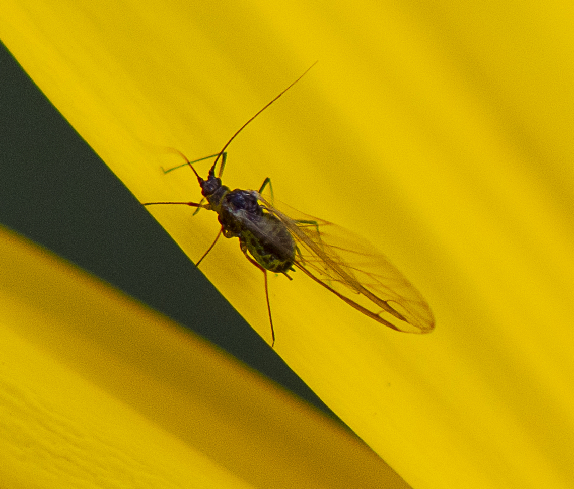 Aphid  Australia,Fall,Geotagged