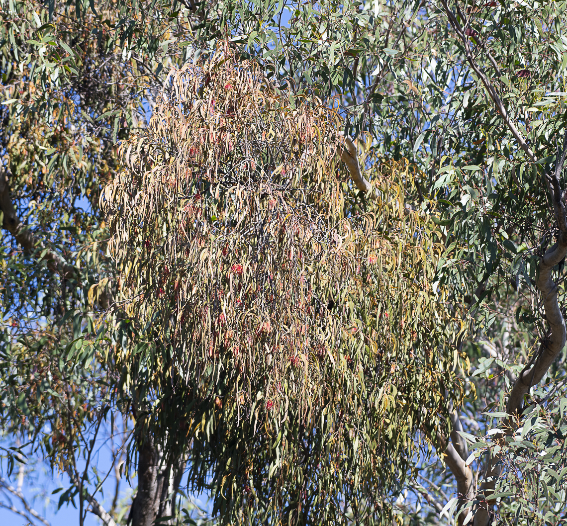 Amyema  Amyema,Australia,Fall,Geotagged