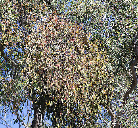 Amyema  Amyema,Australia,Fall,Geotagged