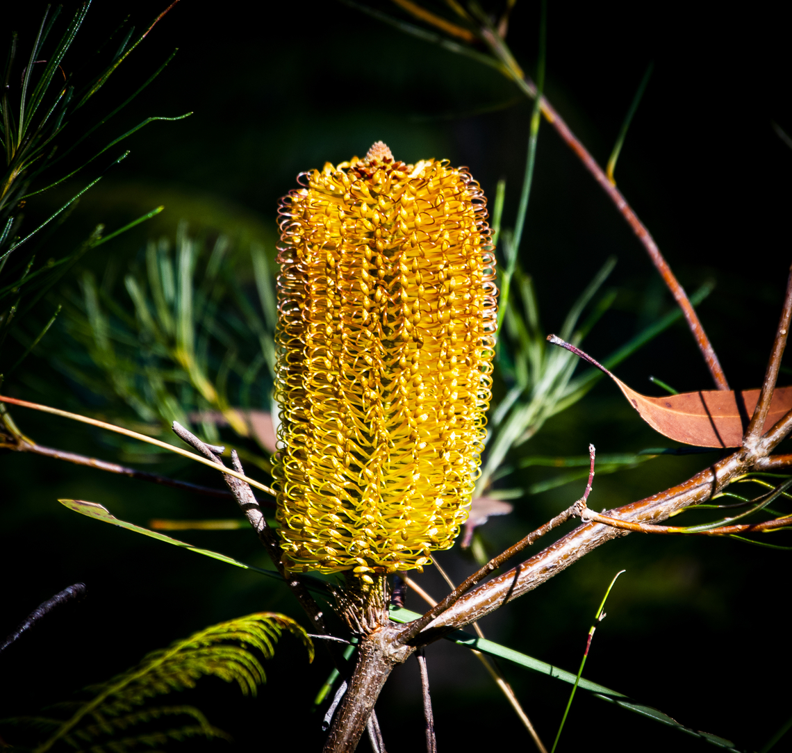Hairpin Banksia  Australia,Banksia spinulosa,Fall,Geotagged,Hairpin Banksia
