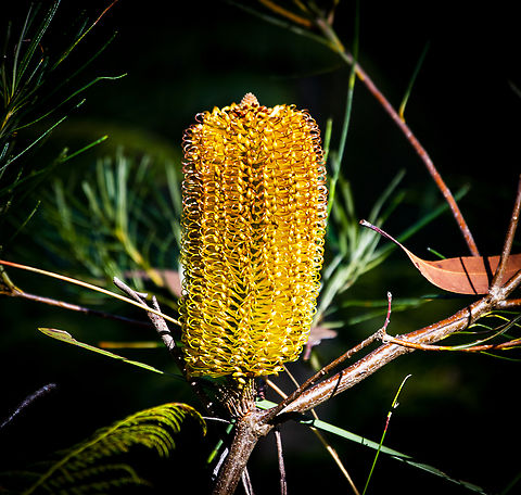 Hairpin Banksia  Australia,Banksia spinulosa,Fall,Geotagged,Hairpin Banksia