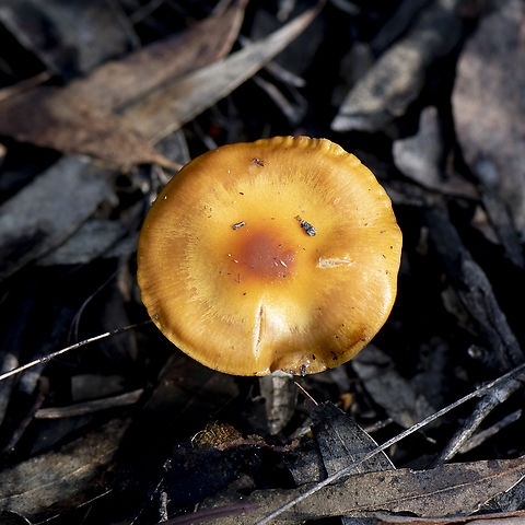 Fungi  Australia,Fall,Geotagged