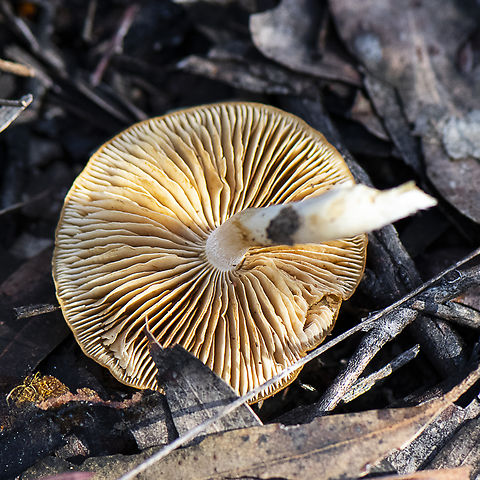 Fungus underside - Cortinarius  Australia,Corrugated Cortinarius,Cortinarius abnormis,Cortinarius alboviolaceus,Cortinarius anomalus,Cortinarius caperatus,Cortinarius corrugatus,Fall,Geotagged,Gypsy mushroom,Variable Webcap