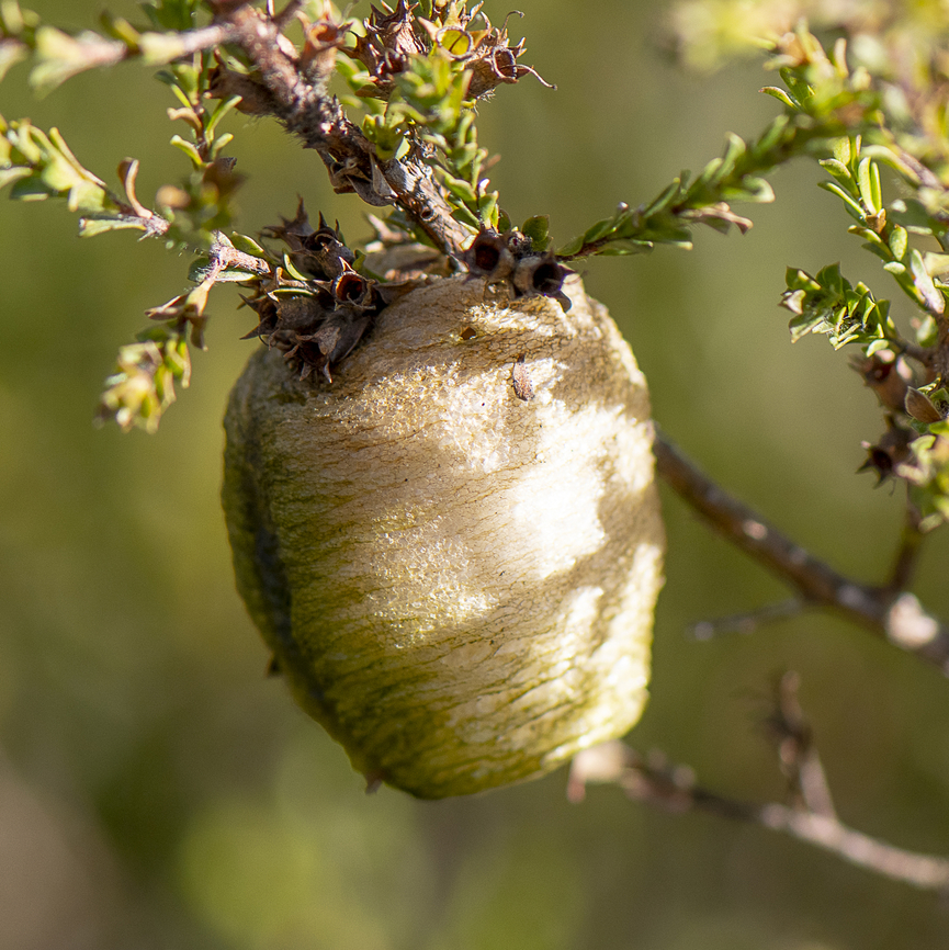 Ootheca - Praying mantis egg case - Orthodera ministralis  Australia,Australian Green Mantis,Fall,Geotagged,Orthodera ministralis