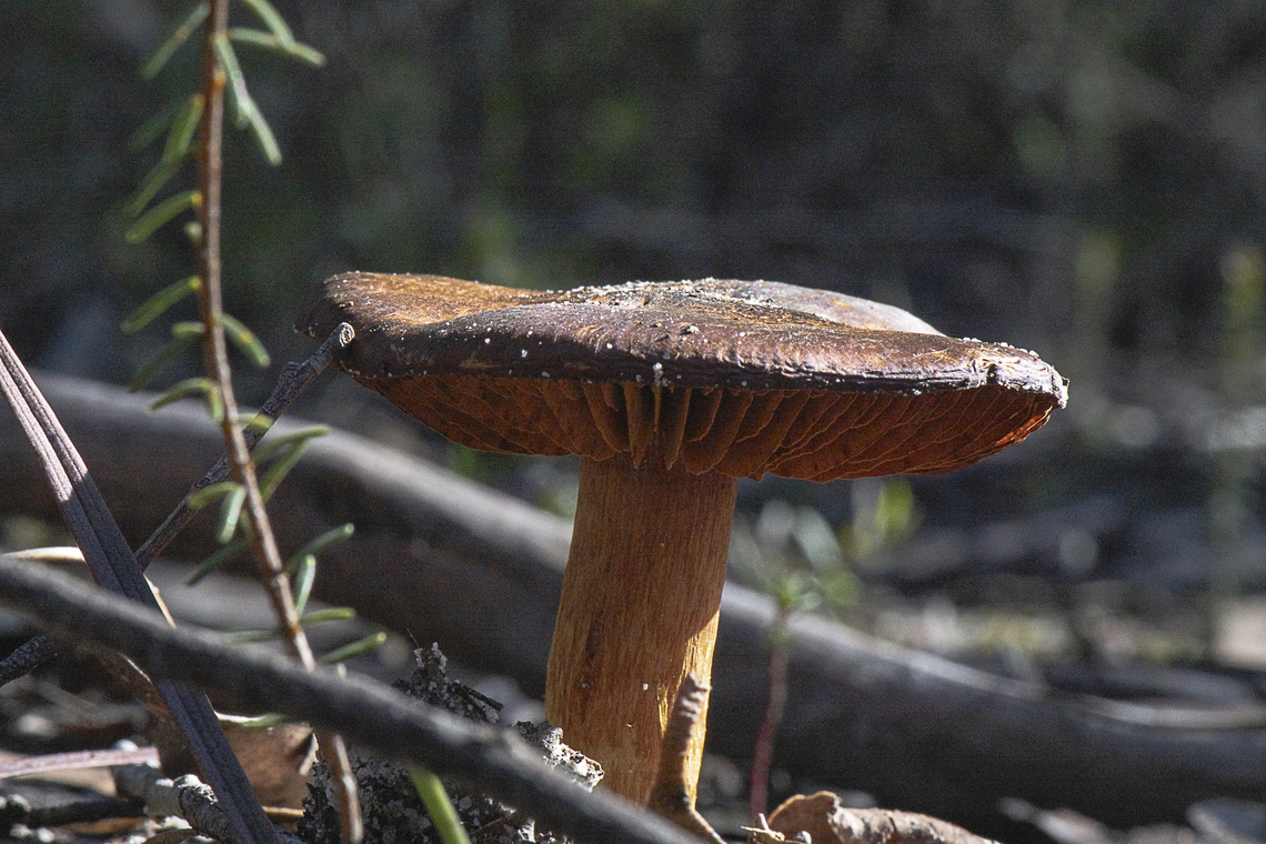 Fungi  Australia,Fall,Geotagged