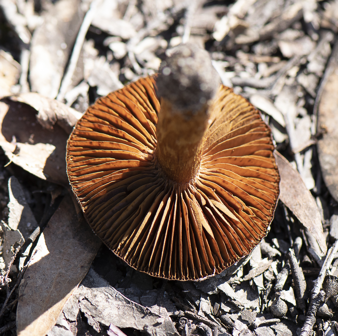Underside  Australia,Fall,Geotagged