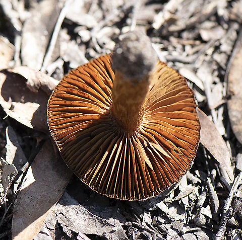 Underside  Australia,Fall,Geotagged