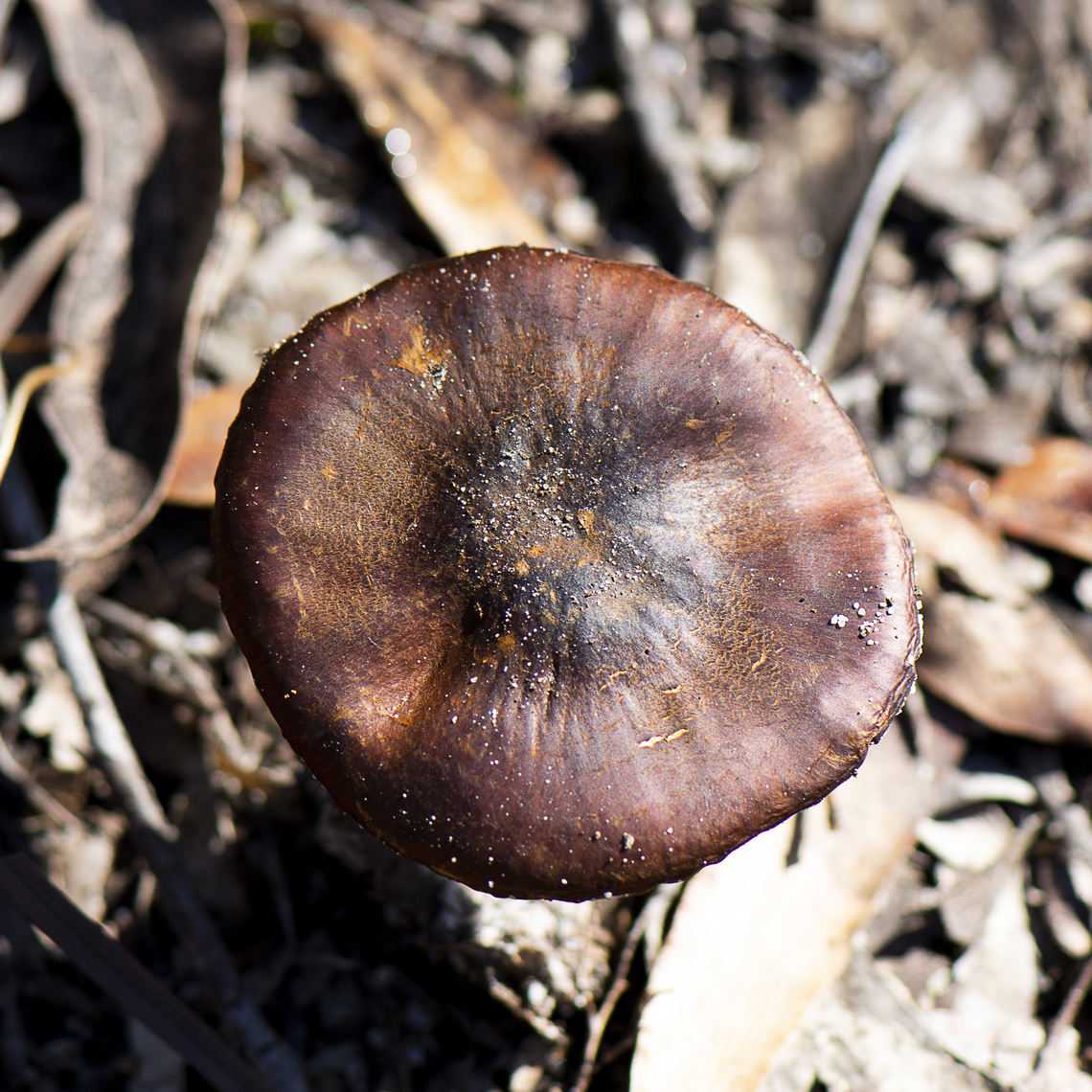 Top view  Australia,Fall,Geotagged