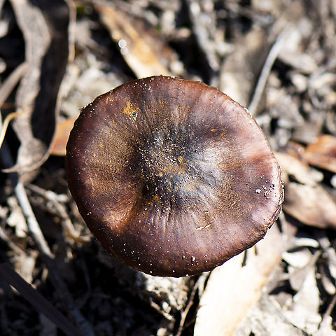 Top view  Australia,Fall,Geotagged