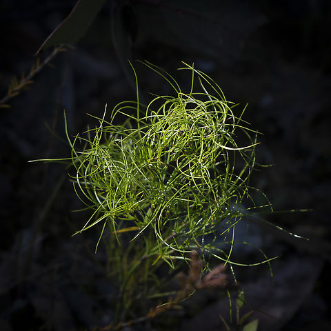 Curly Wig  Australia,Caustis flexuosa,Curly Wig,Fall,Geotagged