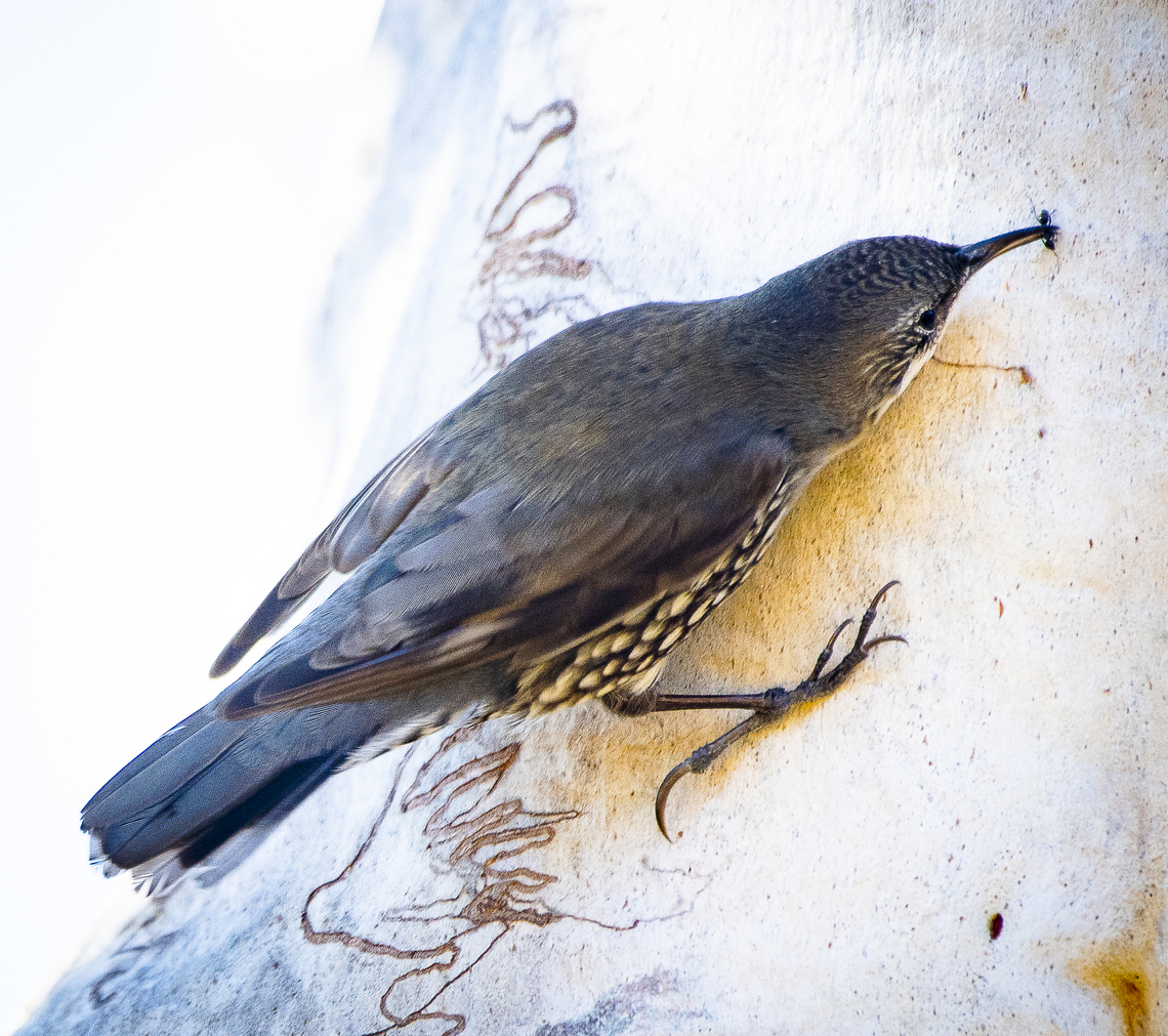 Ant Catcher - White throated tree creeper  Australia,Cormobates leucophaea,Fall,Geotagged,White-throated treecreeper