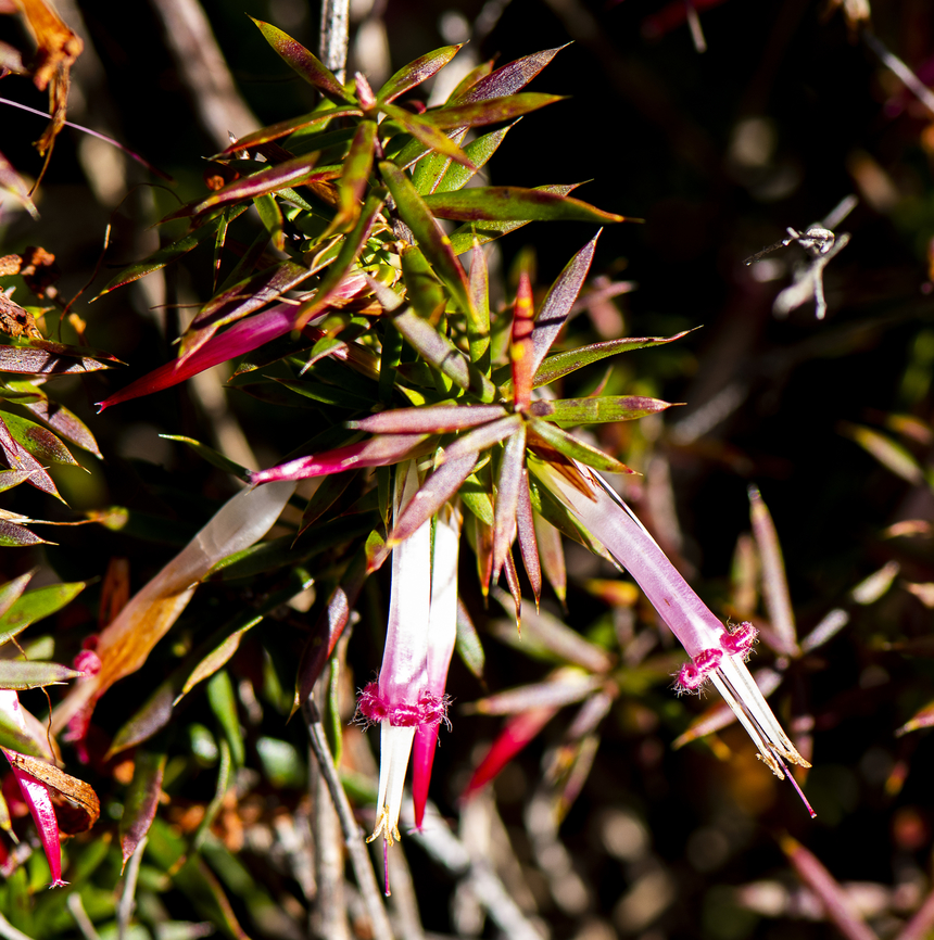 Red Five Corners - Styphelia tubiflora  Australia,Red Five-Corners,Styphelia tubiflora