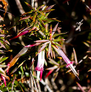 Red Five Corners - Styphelia tubiflora  Australia,Red Five-Corners,Styphelia tubiflora