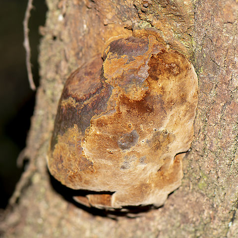 A tree fungus  Australia,Fall,Geotagged