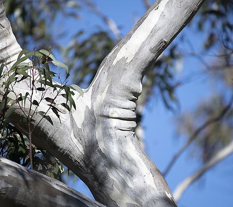 Botox free gum  Australia,Fall,Geotagged