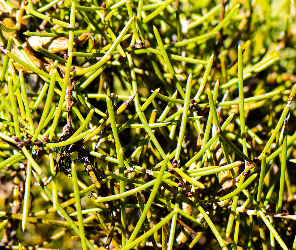 Needle Bush - Hakea propinqua  Australia,Fall,Geotagged,Hakea propinqua