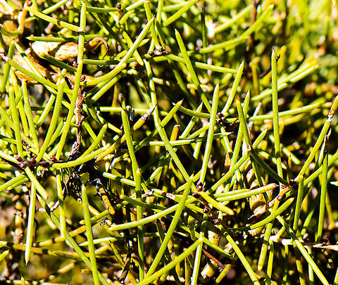 Needle Bush - Hakea propinqua  Australia,Fall,Geotagged,Hakea propinqua