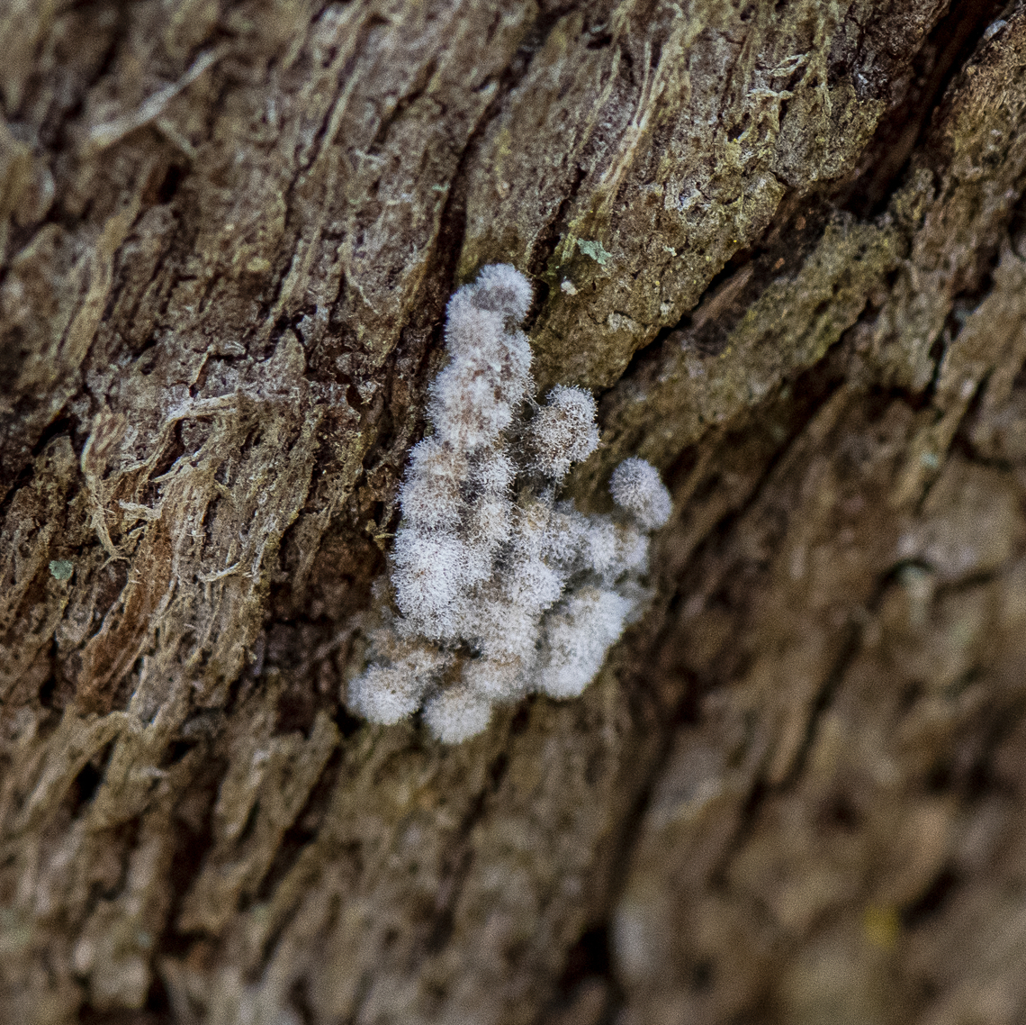 Furry Egg Rows  Australia,Fall,Geotagged