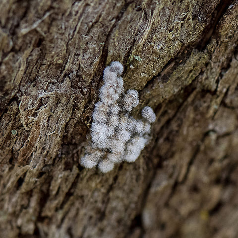 Furry Egg Rows  Australia,Fall,Geotagged