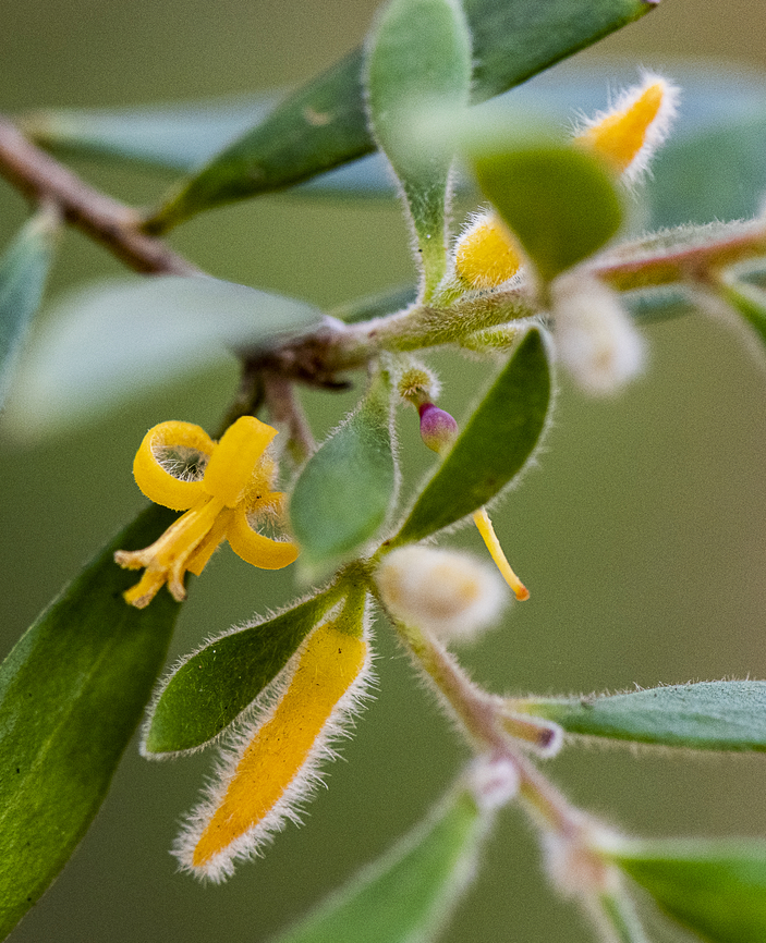 Persoonia lanceolata'  Australia,Fall,Geotagged,Lance-leaf geebung,Persoonia lanceolata