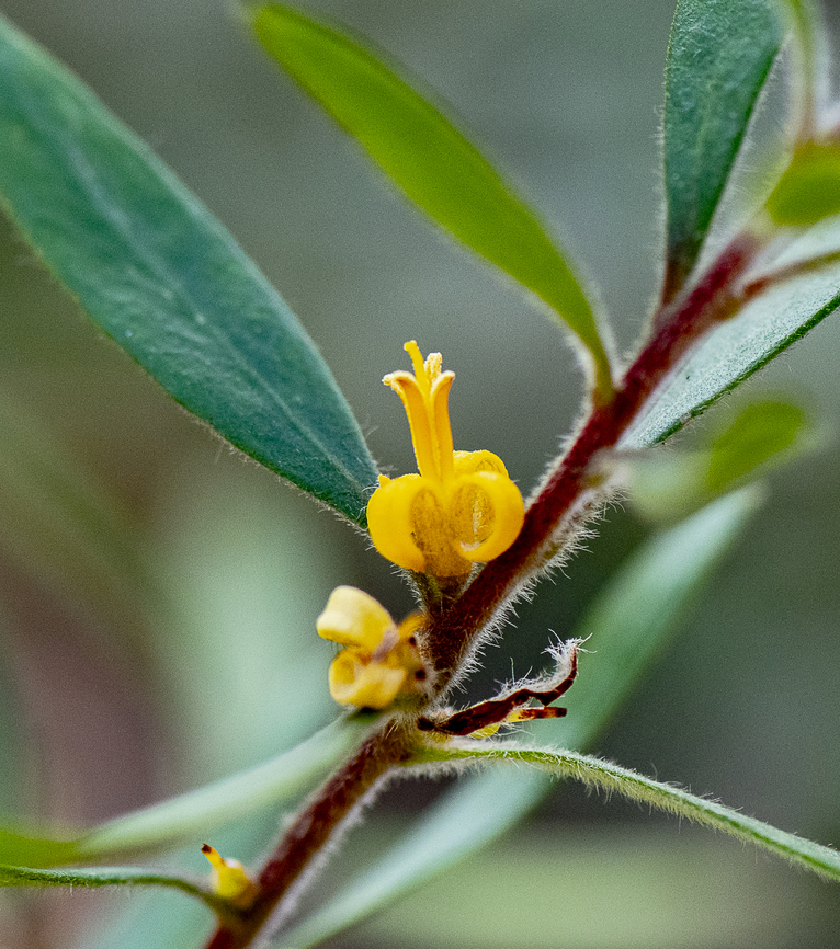 Lance leafed geebung  Australia,Fall,Geotagged,Lance-leaf geebung,Persoonia lanceolata