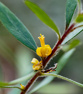 Lance leafed geebung  Australia,Fall,Geotagged,Lance-leaf geebung,Persoonia lanceolata
