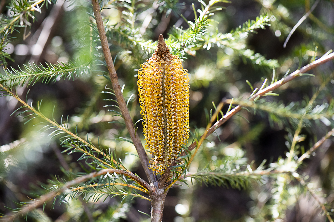 Heath-leaved Banksia  Australia,Banksia ericifolia,Fall,Geotagged,Heath-leaved Banksia
