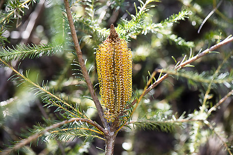 Heath-leaved Banksia  Australia,Banksia ericifolia,Fall,Geotagged,Heath-leaved Banksia