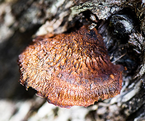 Bracket Fungus  Australia,Fall,Geotagged